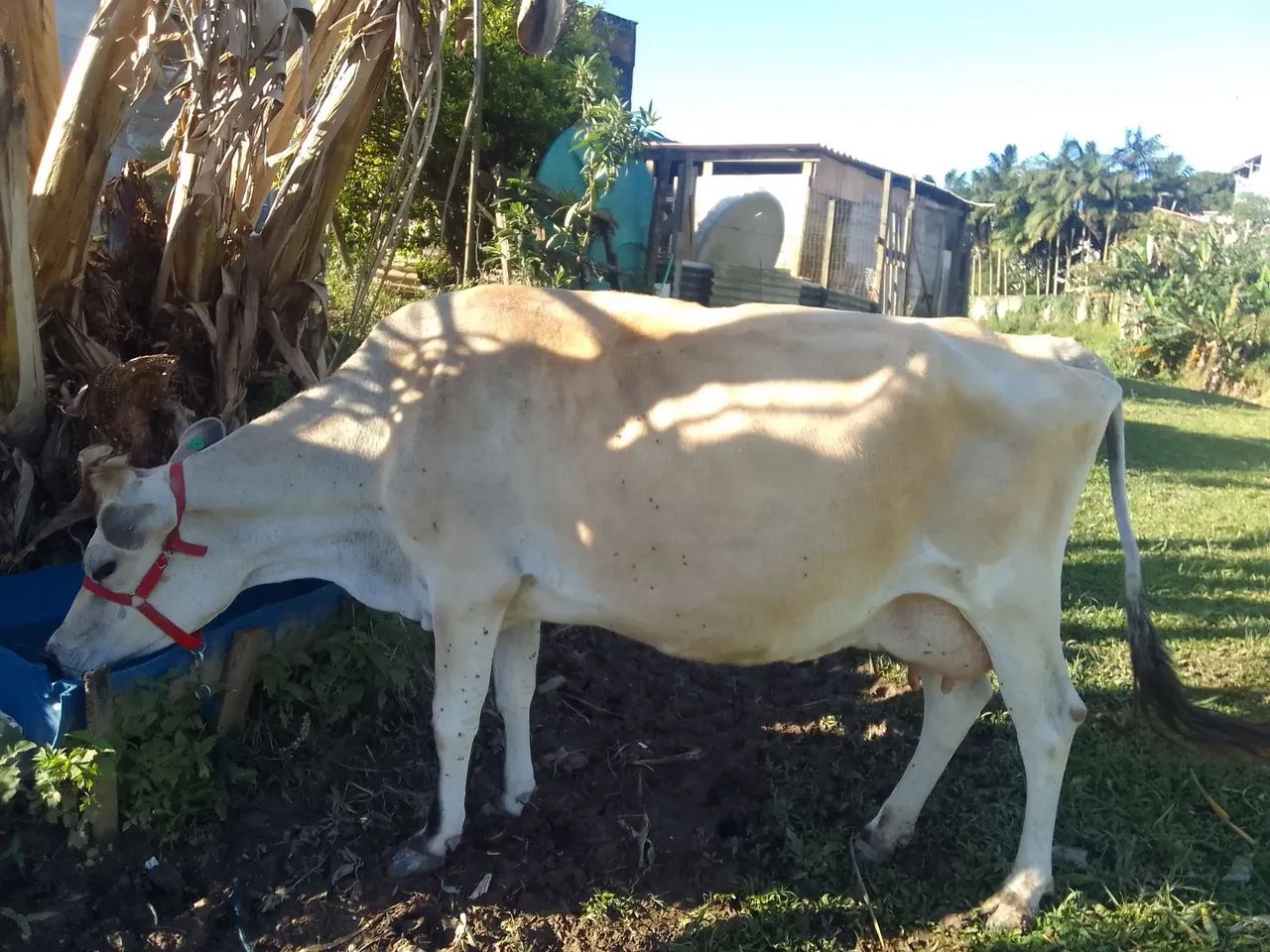 Vendo vaca com Bezerra  - Foto 3
