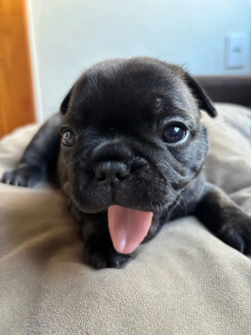 Buldogue francês  - Foto 2