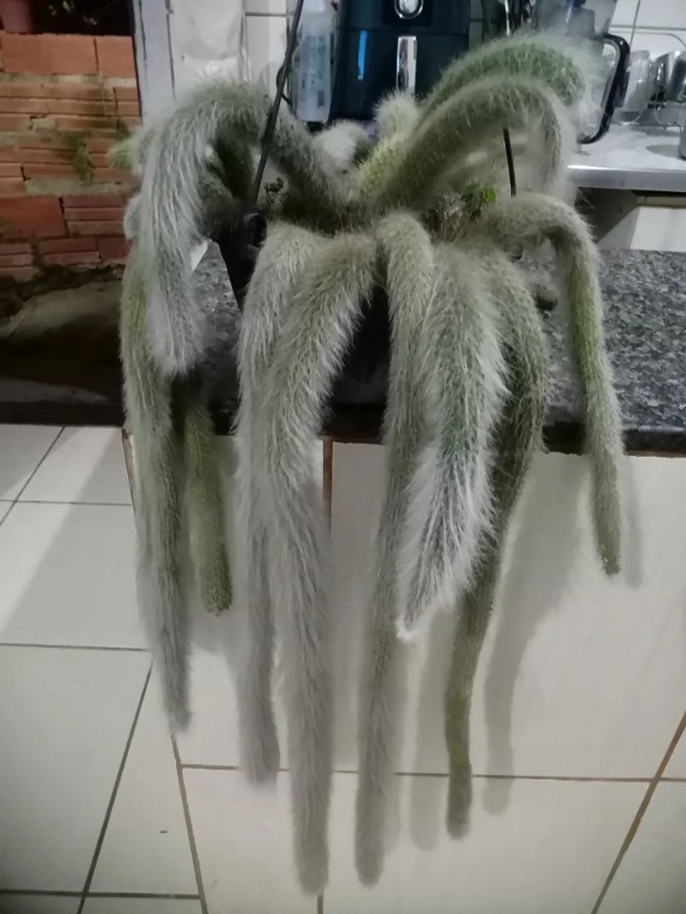 Planta rabo de macaco  - Foto 5