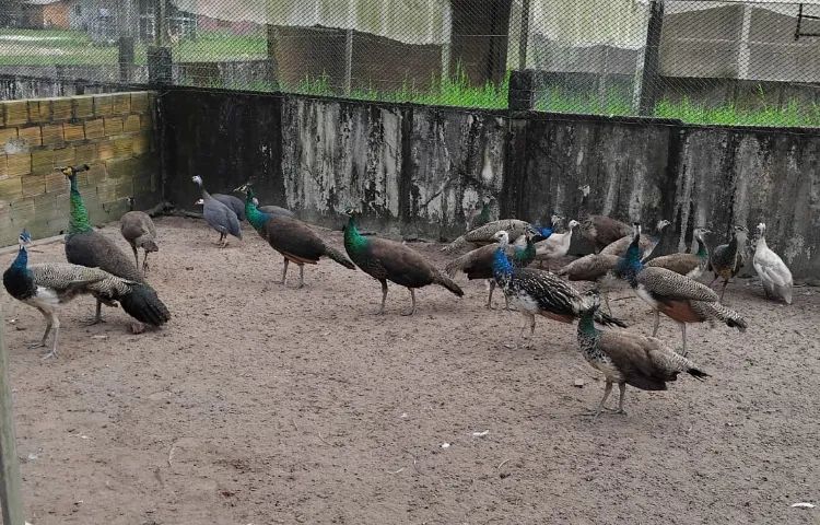 Pavões