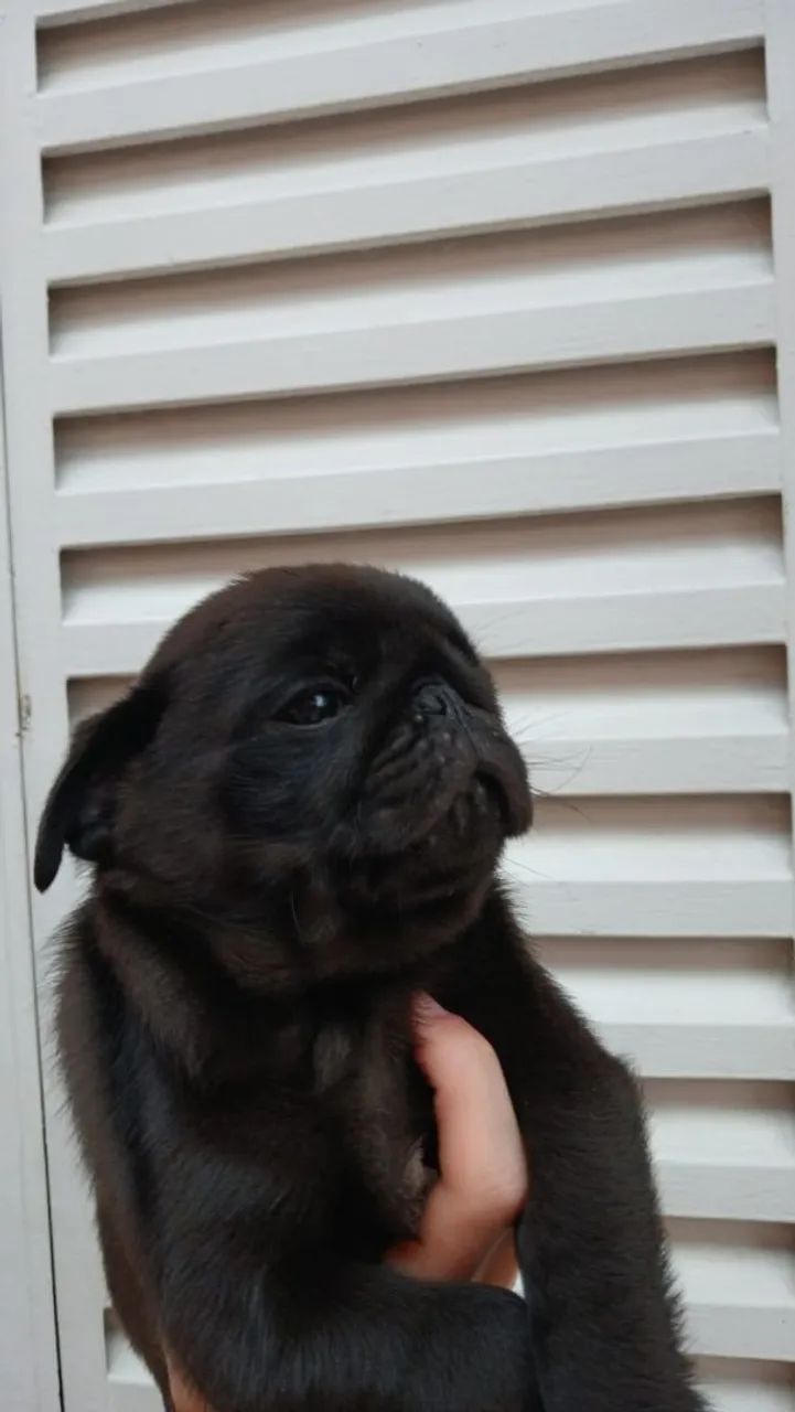 Pug macho  - Foto 2