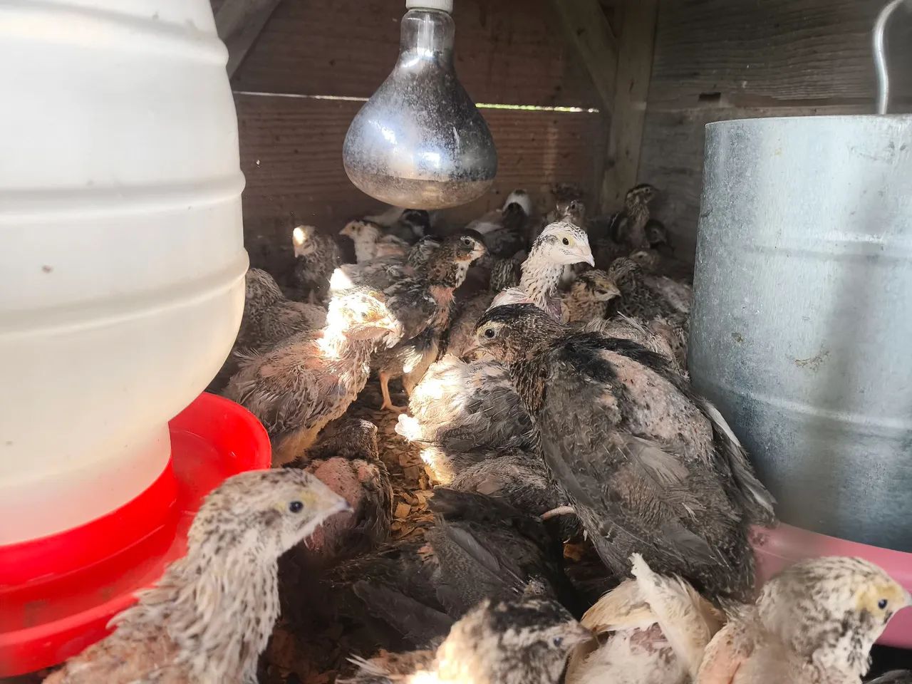 Codornas gigantes e comum a venda  - Foto 2