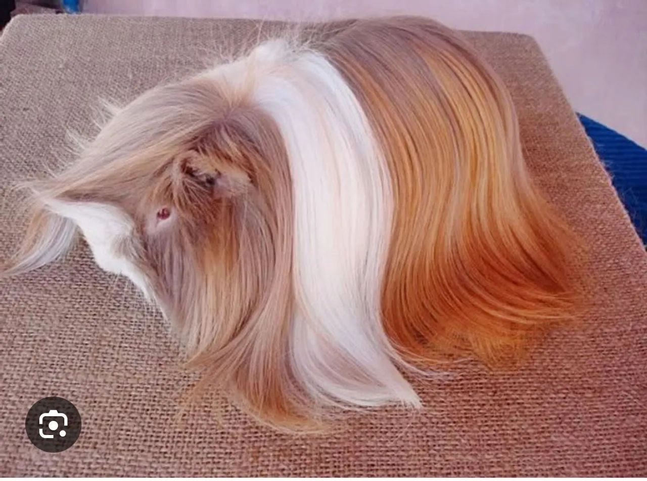 Porquinho da índia peruano linhagem importada uruguaia pelagem longa leia