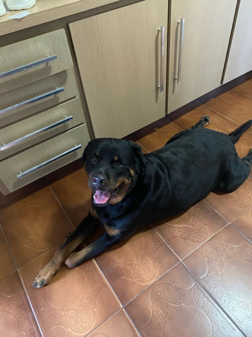 Procura-se namorada rottweiler - Foto 4