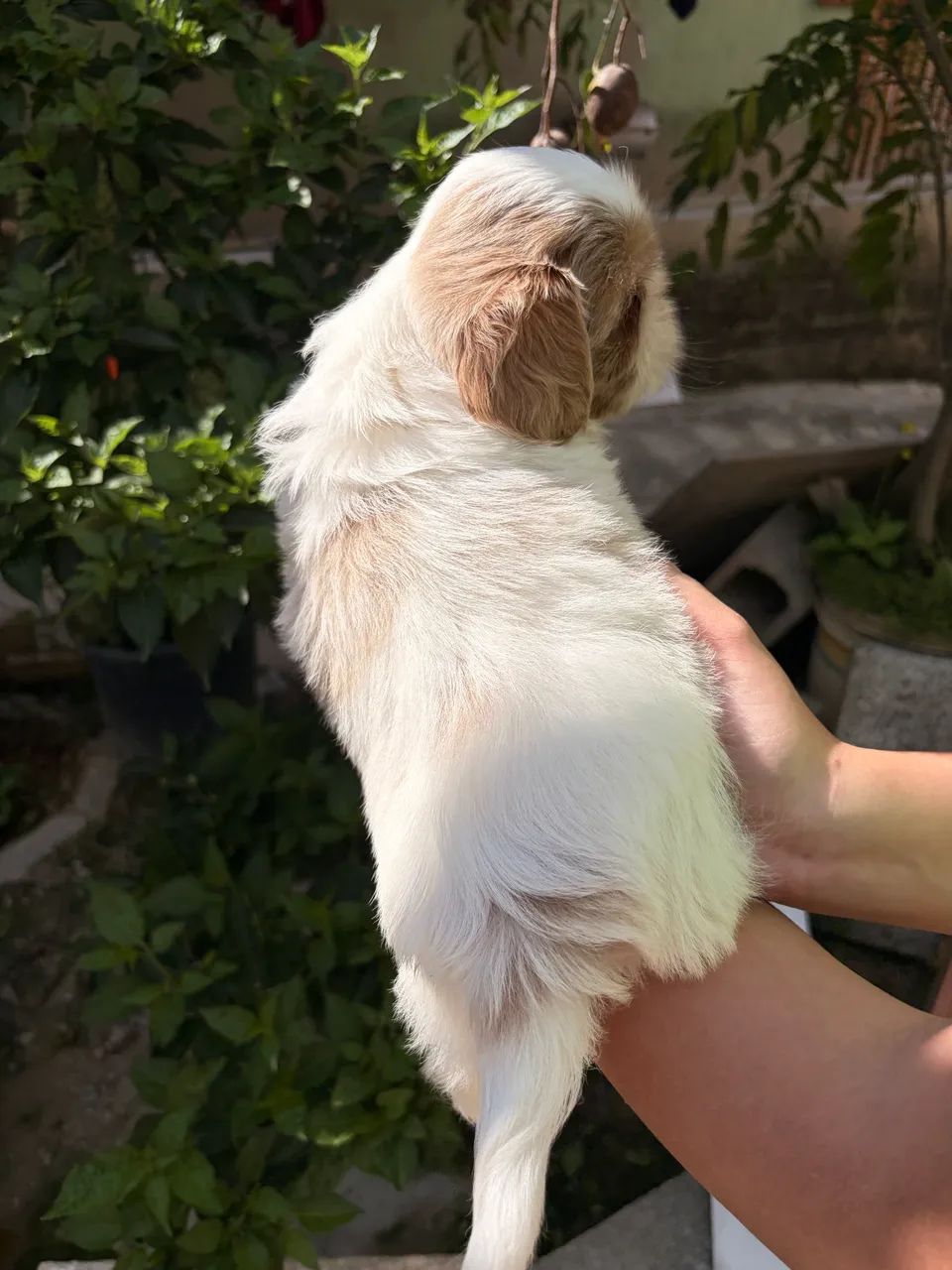 Filhotes de shihtzu macho - Foto 2