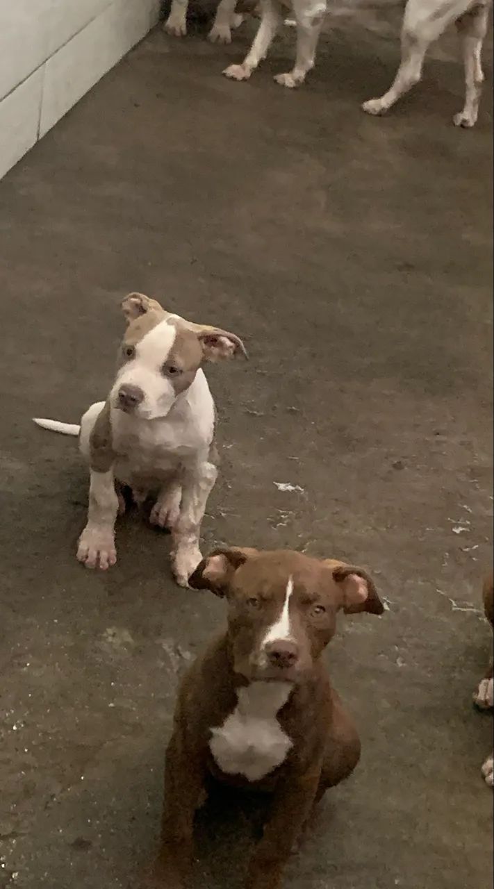 Filhote - Brazilian Bull - Foto 4