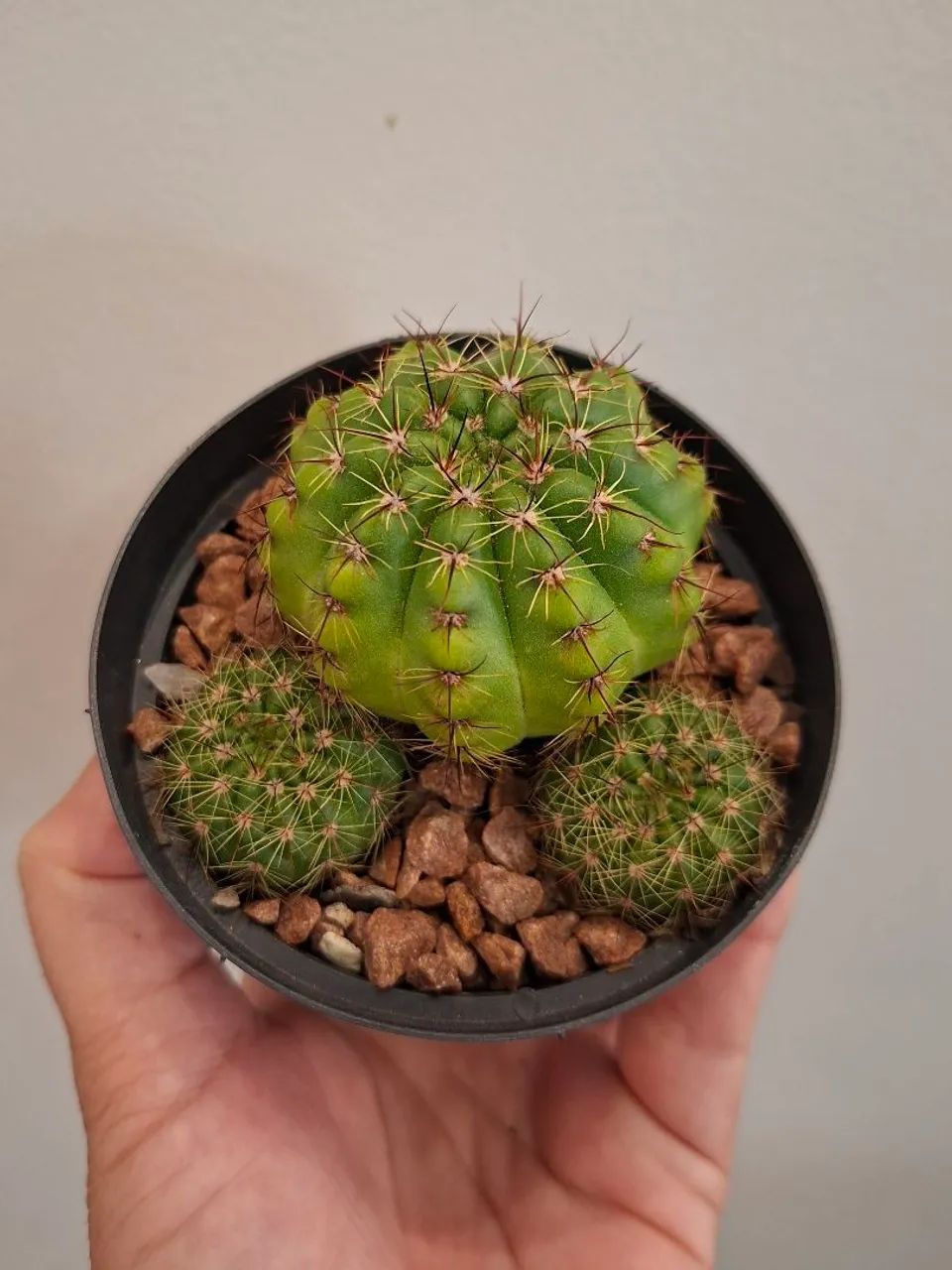 Kit de cactos 1 - Foto 5