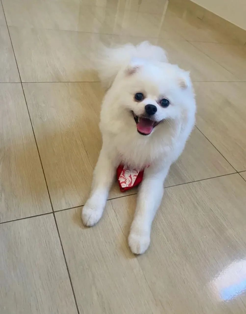 Spitz alemão (branco) - 1 ano