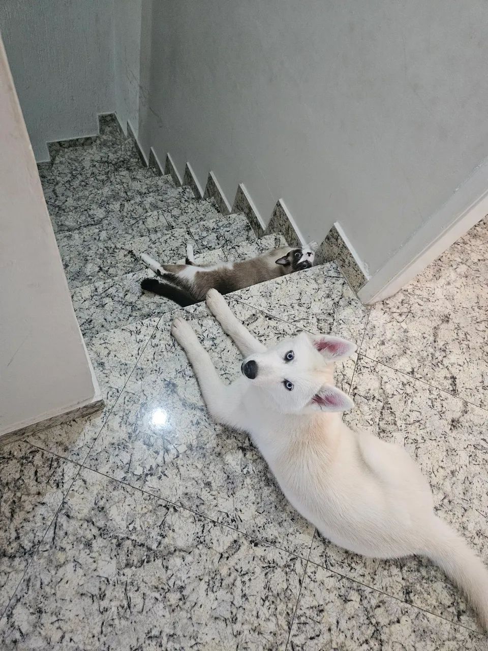 Husky Siberiana