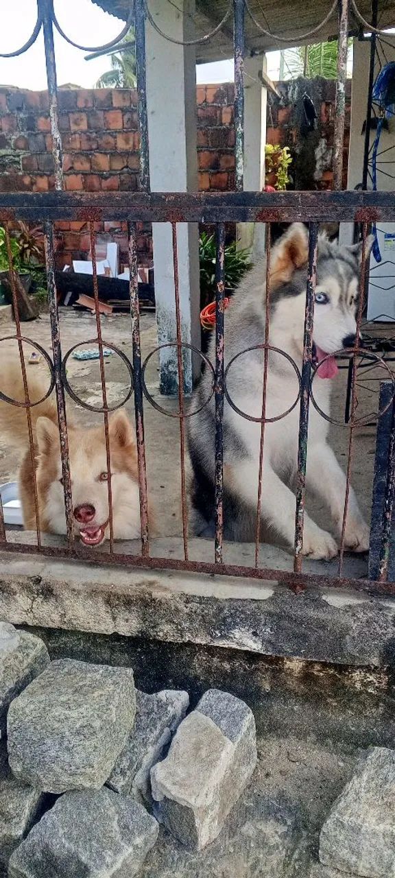 Husky siberiano - Foto 2