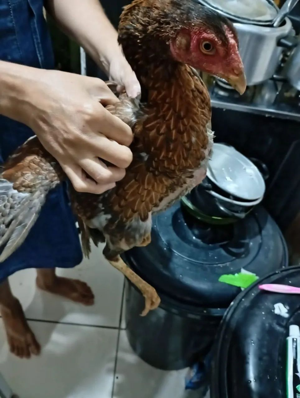 Galinha de raça  - Foto 3