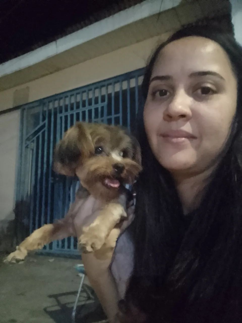 Cachorro Yorkshire Terrier Fêmea  - Foto 3