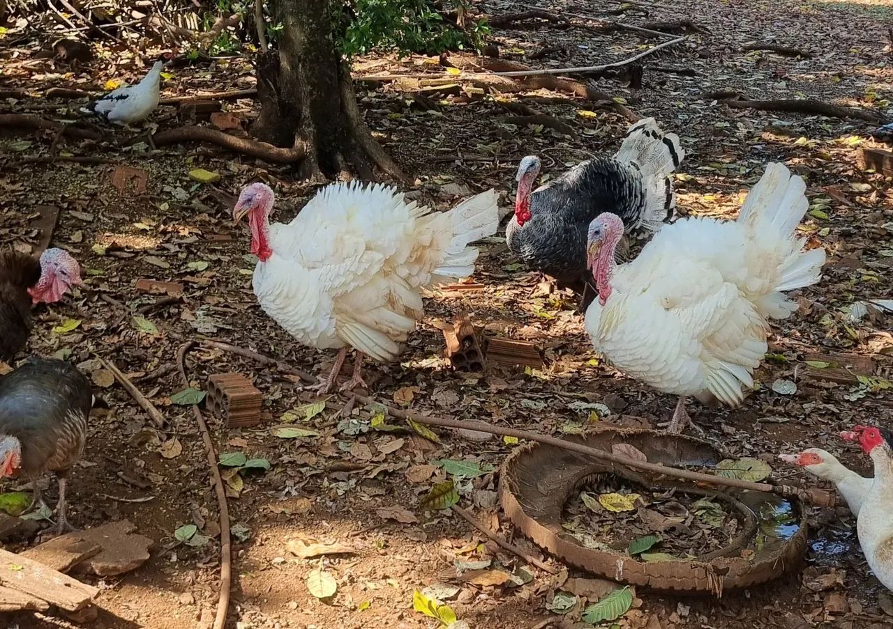 Peru Branco Macho