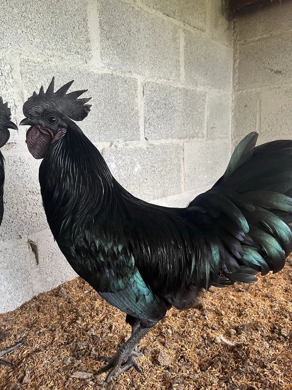 Galo ayam cemani