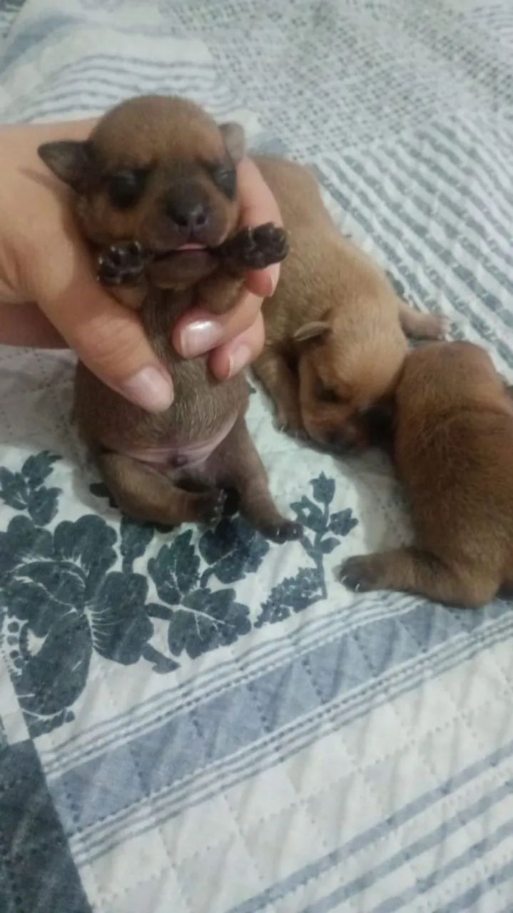 Para vender rápido - Foto 3