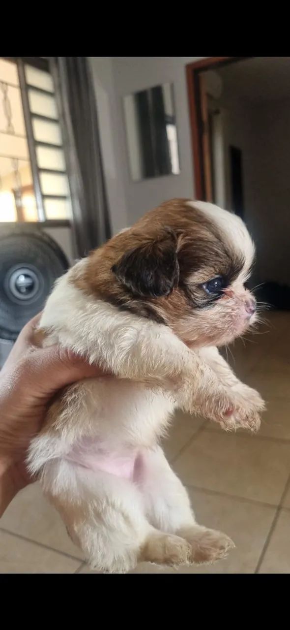 Lhasa Apso - filhotes