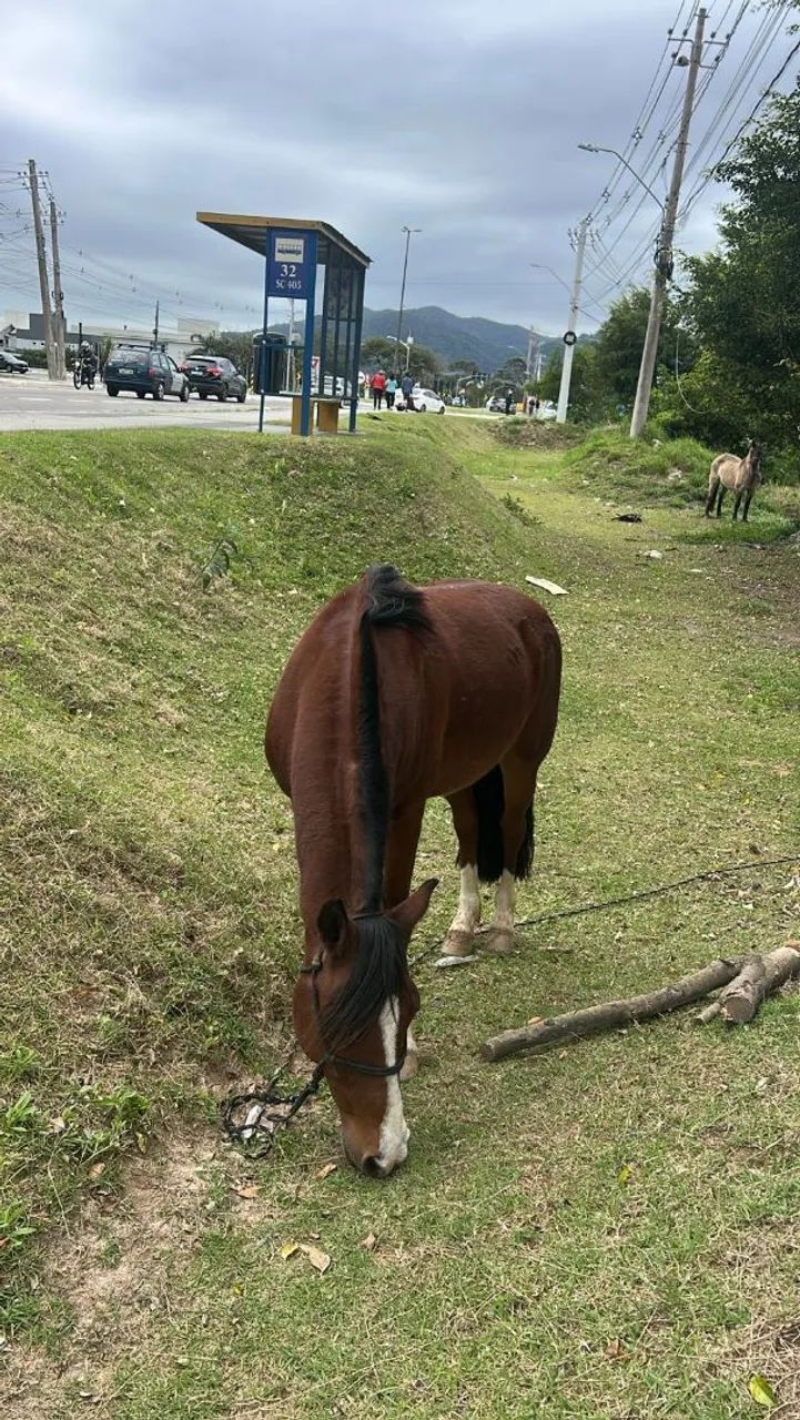 CAVALO CRIOULO  - Foto 2