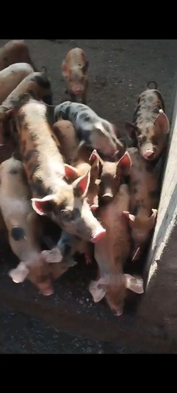 Vendo leitões caipiras  - Foto 6