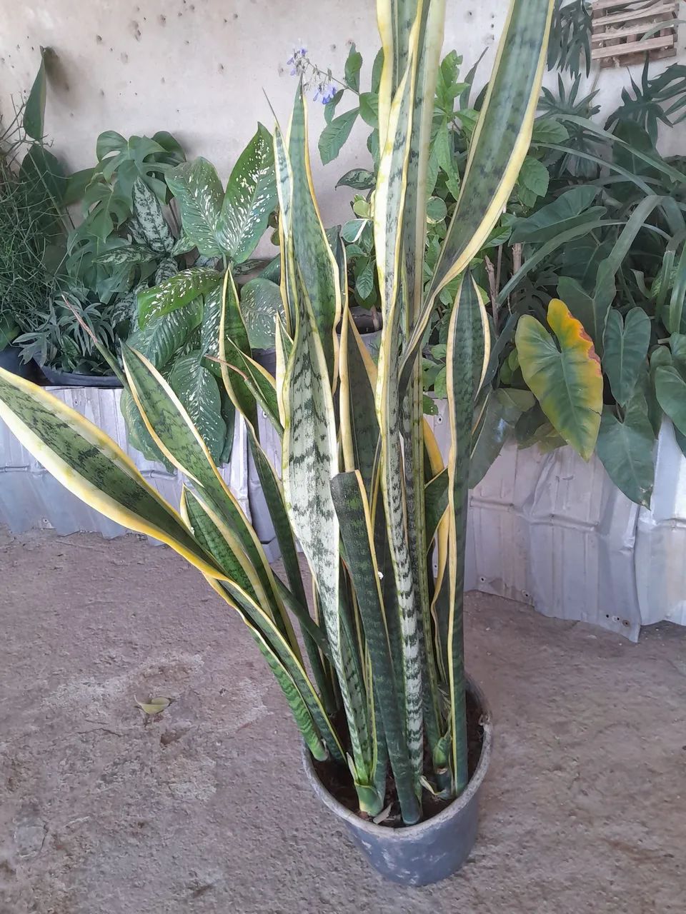 Plantas já pegadas - Foto 3
