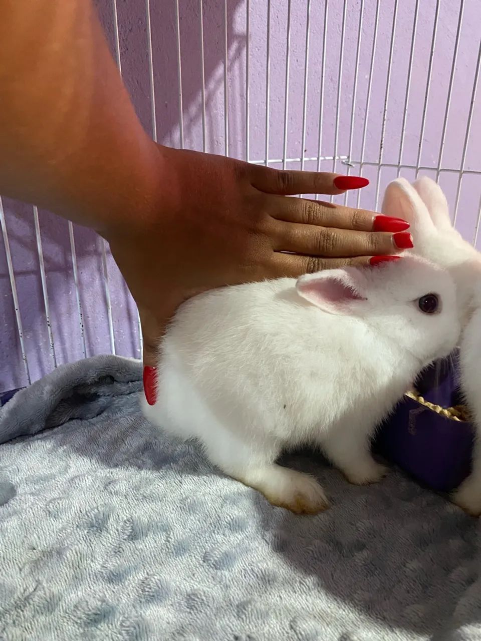 Mini Coelho Netherland Dwarf  - Foto 2