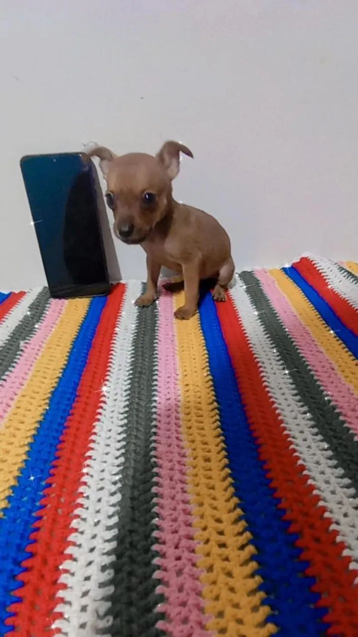 Pinscher zerinho macho  - Foto 3