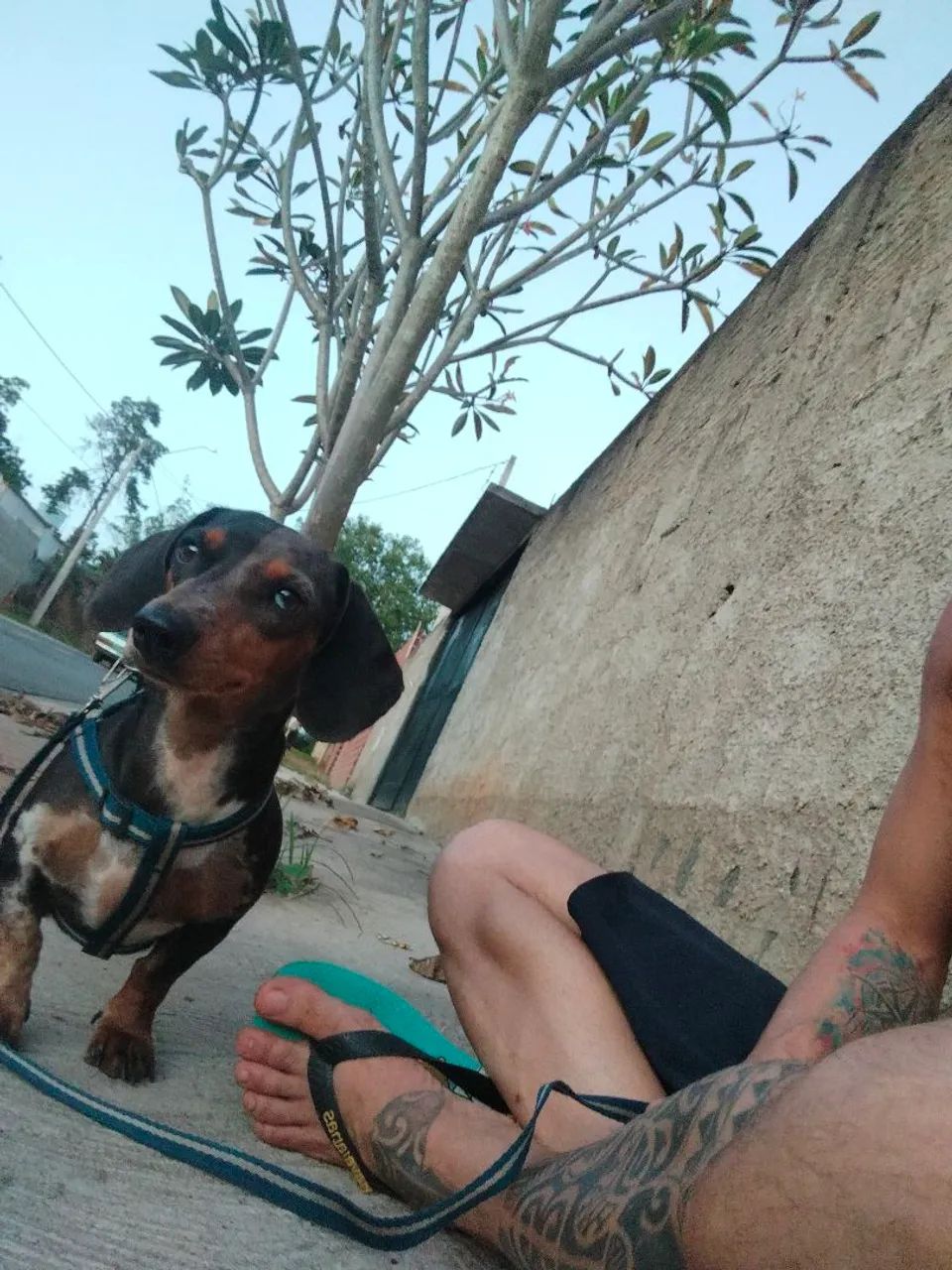Fêmea no cio procura macho!