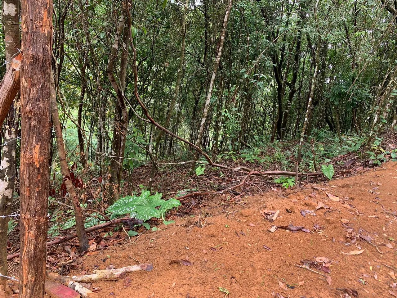 Terreno na serra de Pacoti  - Foto 3