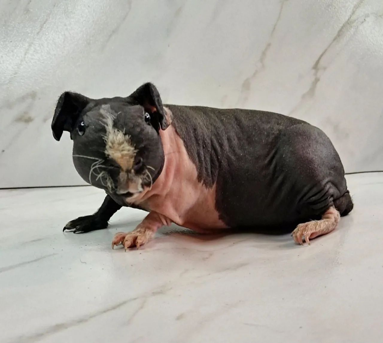 Guinea Pig436555535646740482