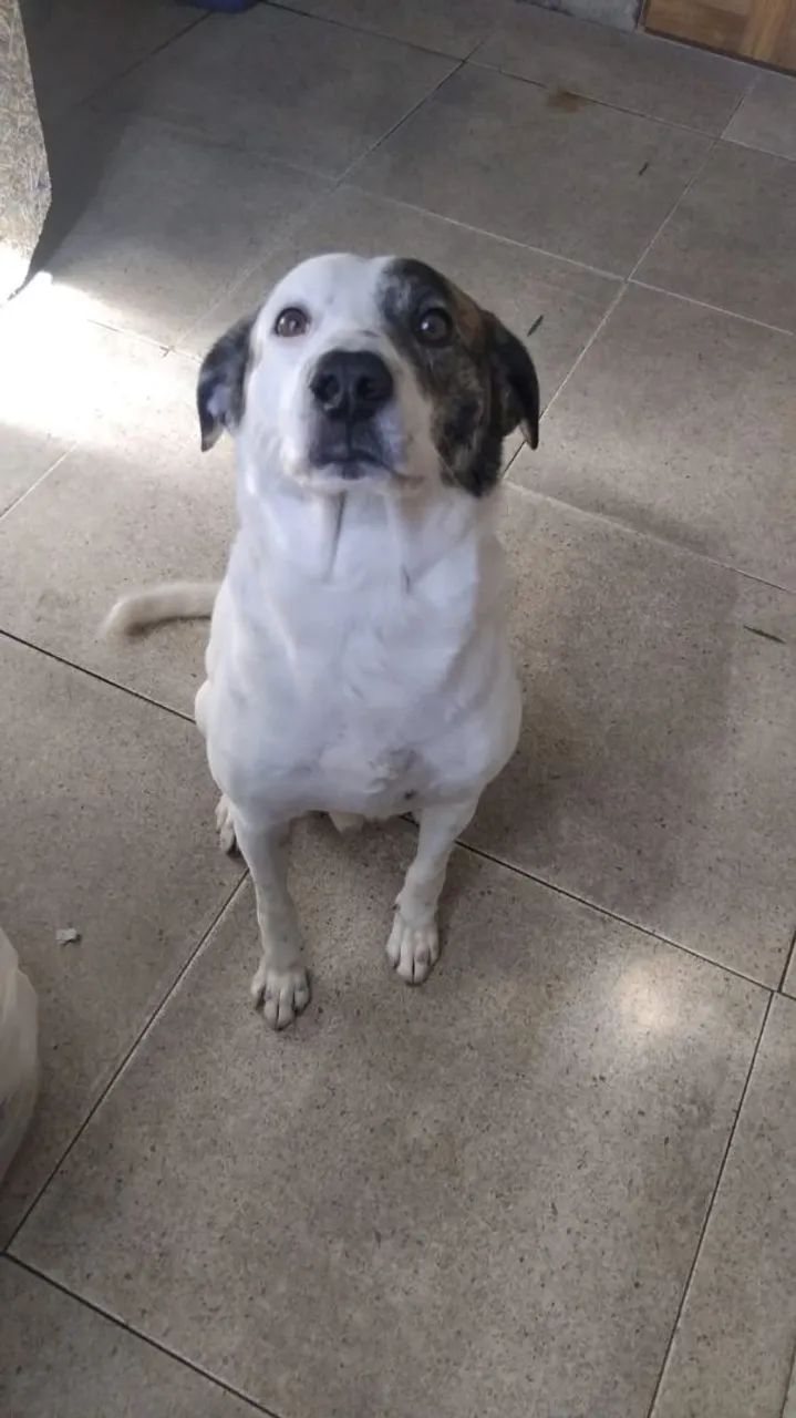 Doa se cachorro macho.