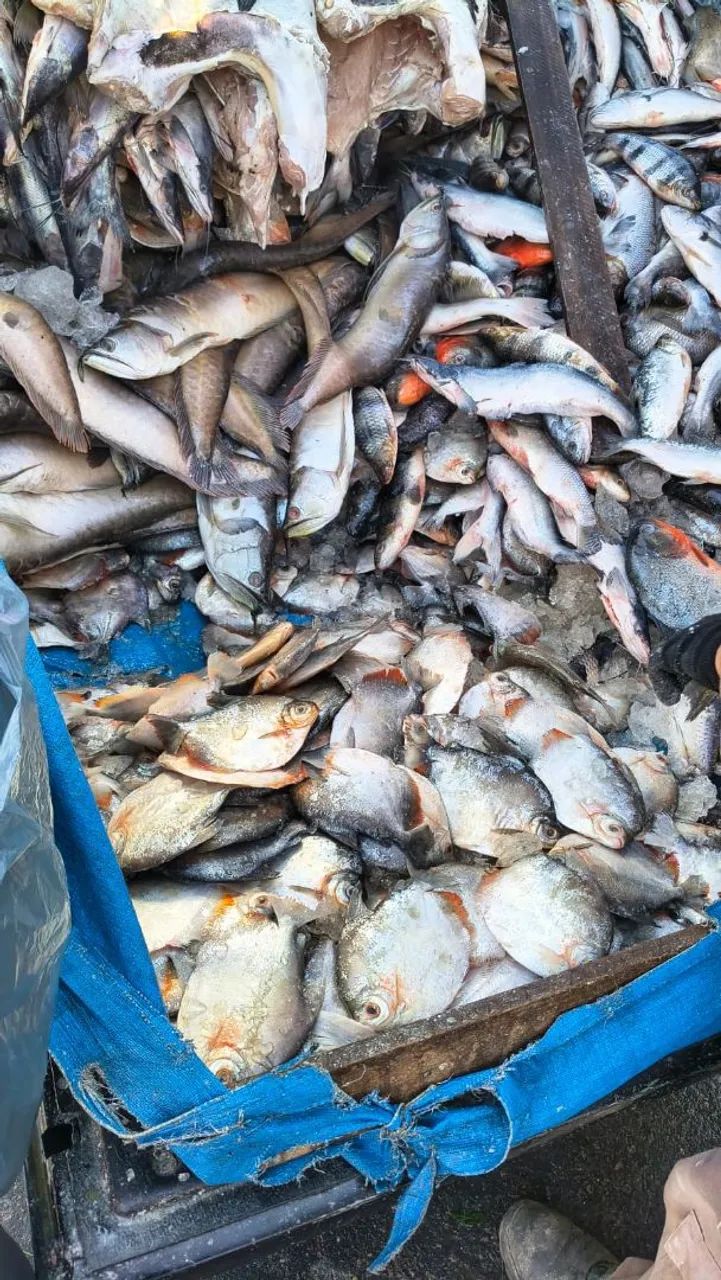 Vendas de Peixe ? - Foto 2