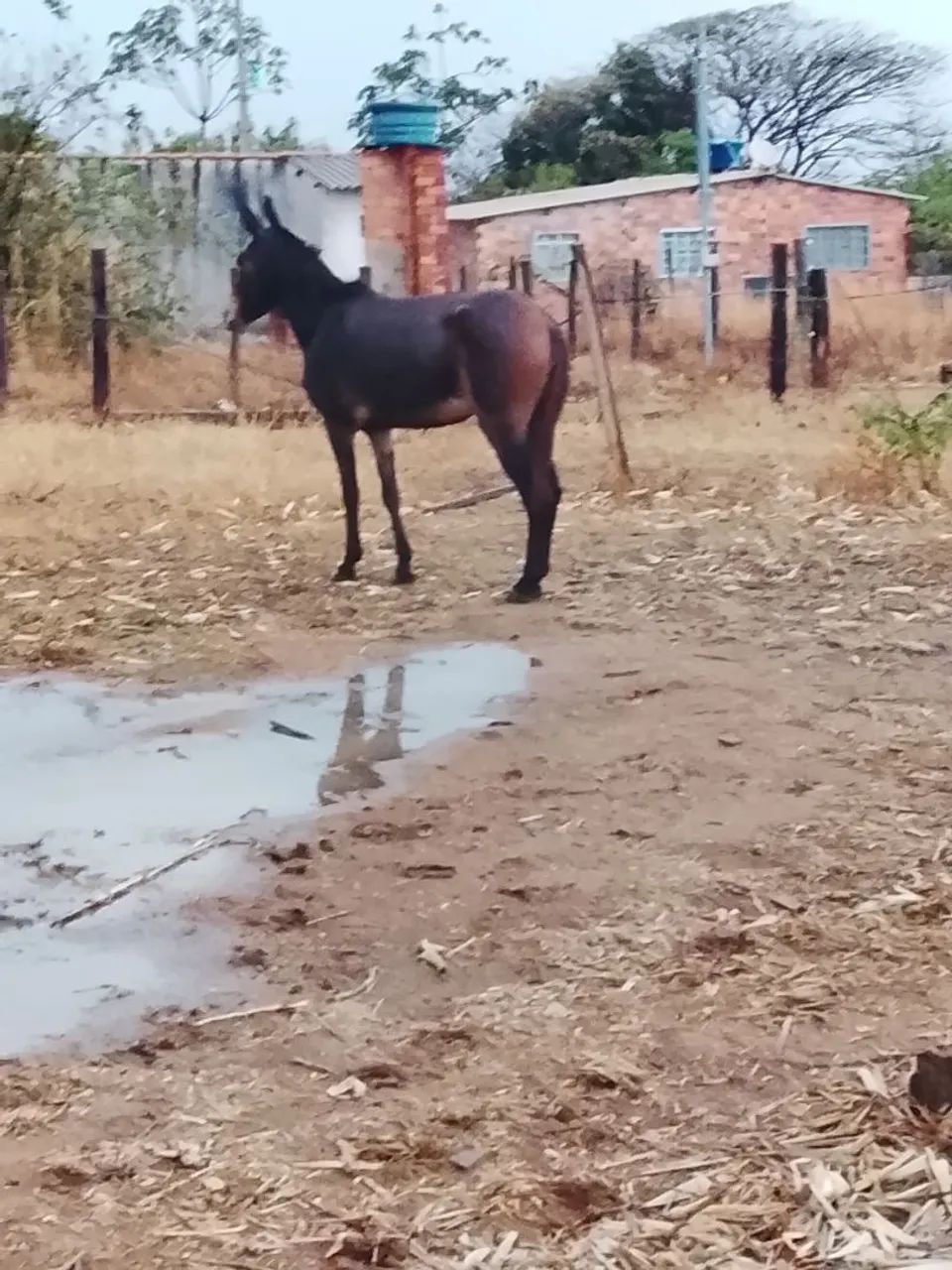 Mula de patrão  - Foto 2