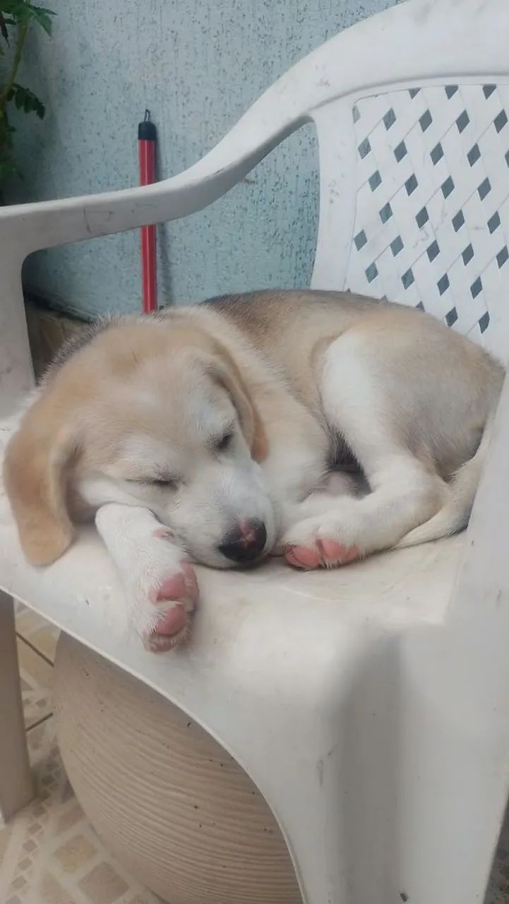 Cachorro  - Foto 4