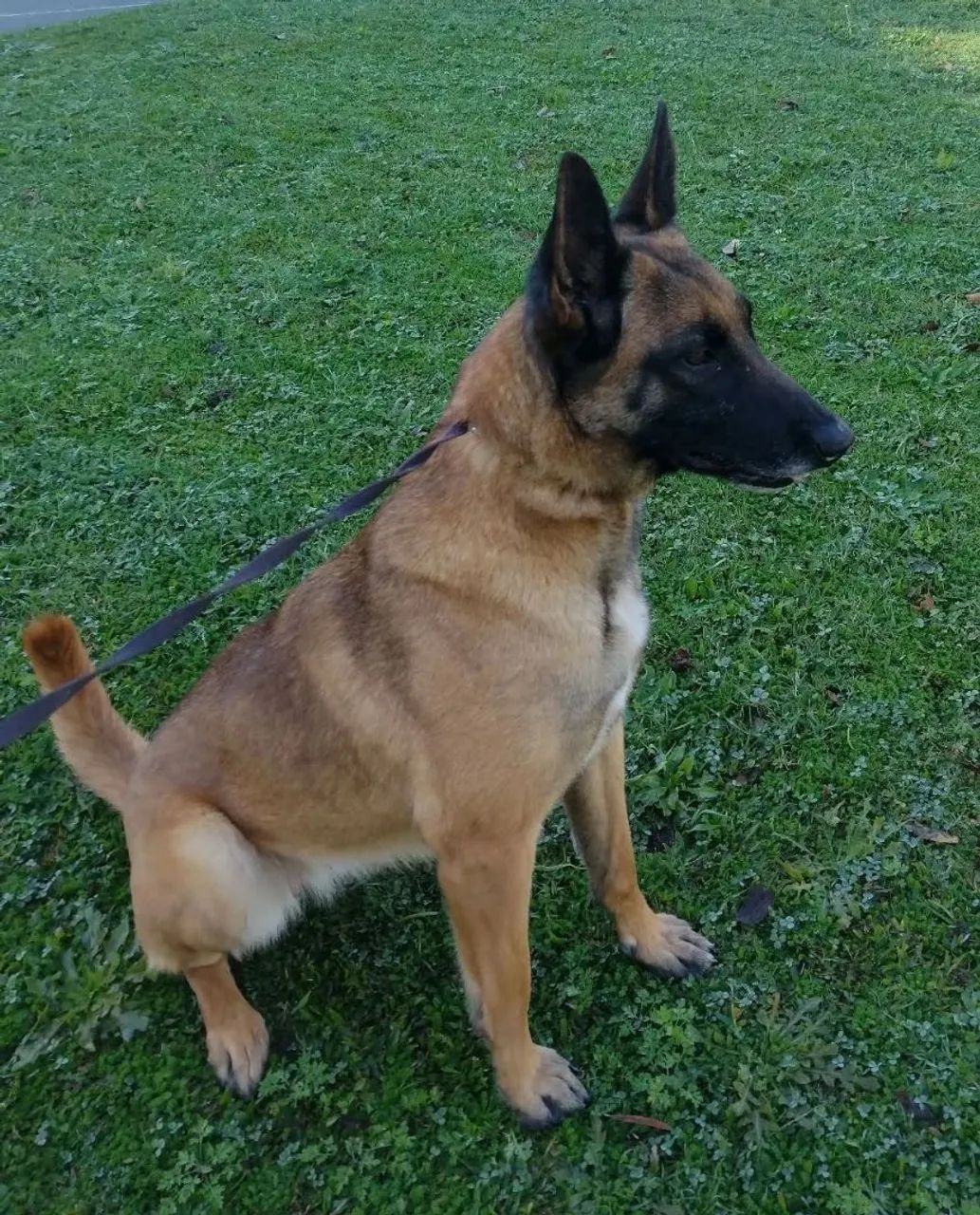 Filhotes de pastor belga malinois  - Foto 2
