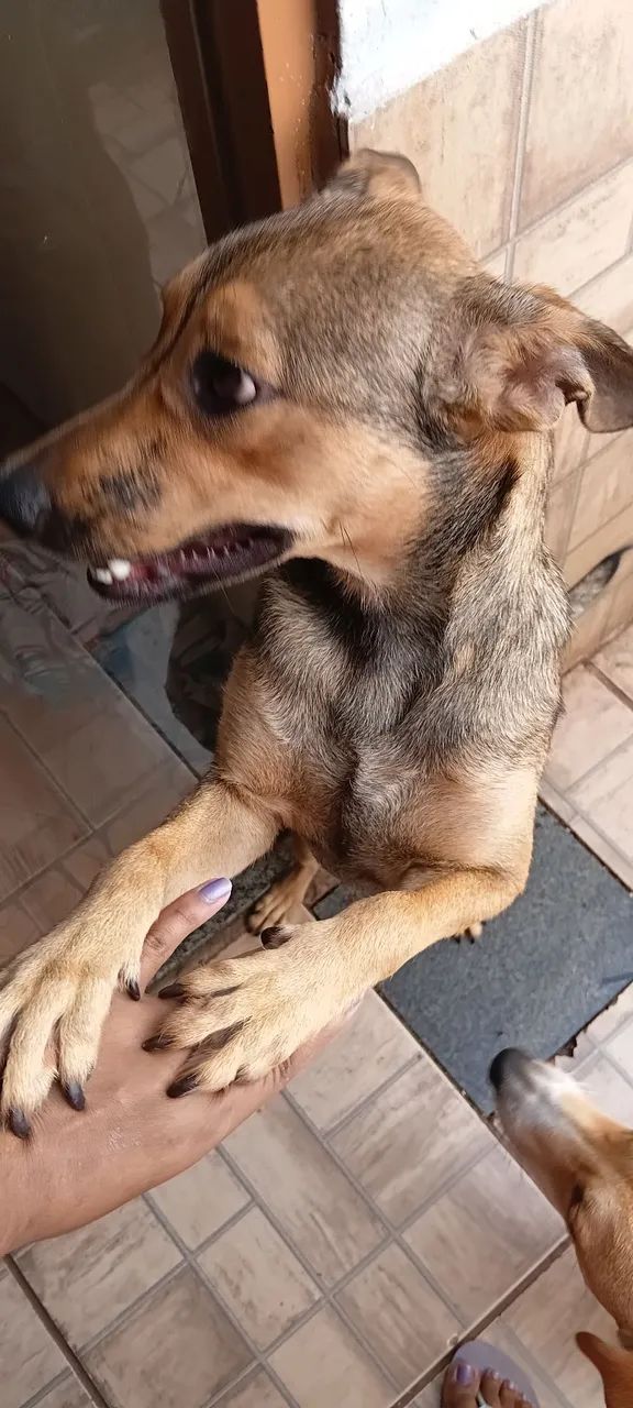 Doação de cachorra fêmea  - Foto 3