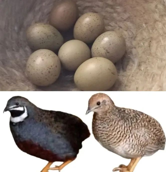 18 Ovos de codornas chinesinha para incubação 