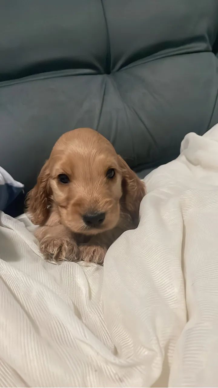 Filhote  Cocker Spaniel  - Foto 3