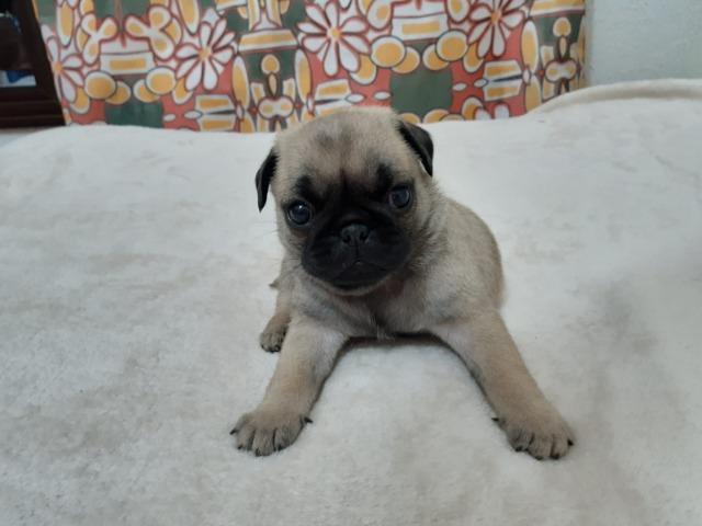 Filhotes de Pug - Macho e Fêmea (Abricot) - Foto 2