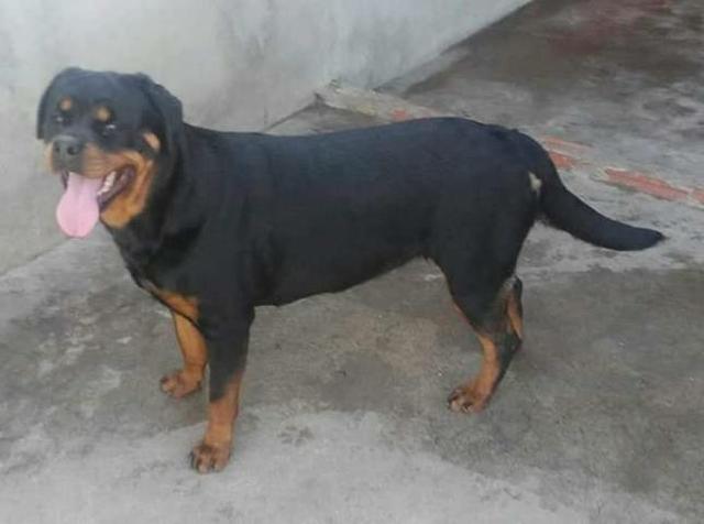 Filhotes Machos de Rottweler a pronta entrega com Pedigree Cbkc - Foto 2