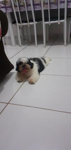 Shih tzu macho