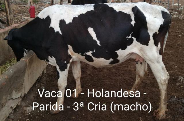 2 vacas paridas