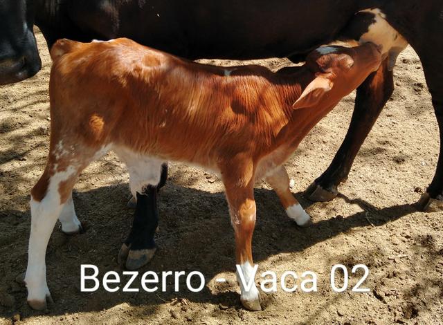 2 vacas paridas - Foto 4