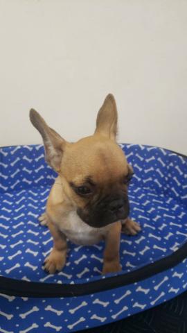 Bulldog Frances - Macho e Femeas - registrados