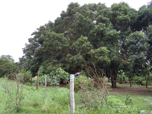 Chacara - Foto 9