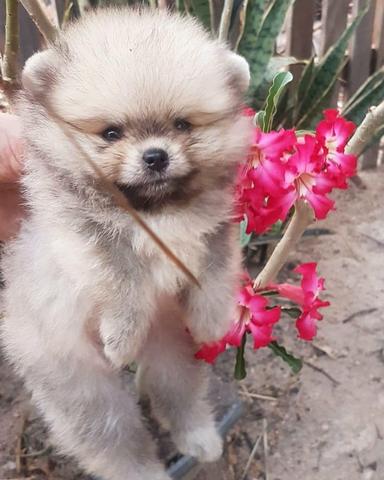 Spitz Alemão anão WobetoKennel