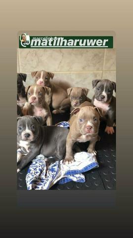 Filhotes de American Bully, linhagem Razors e ótimo fenótipo - Foto 6