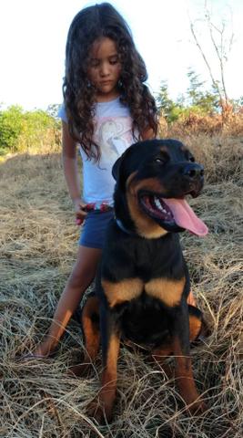 Rottweiler filhotes - Foto 5
