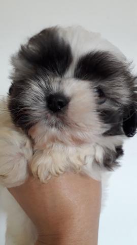 Lhasa apso machinho?