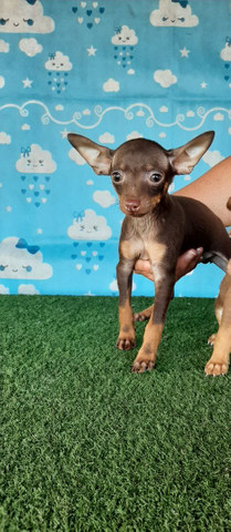 PROMOÇÃO DE PINSCHER MACHO