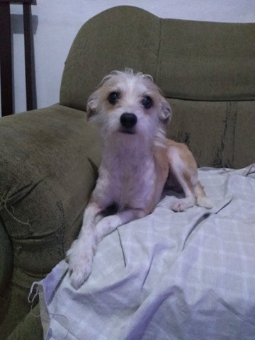 Adoção responsável - Foto 2