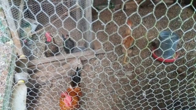 Velleda oferece excelente local para quem busca paz e tranquilidade - Foto 12